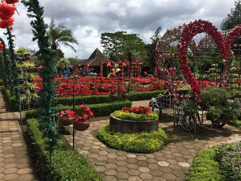 Begonia Garden