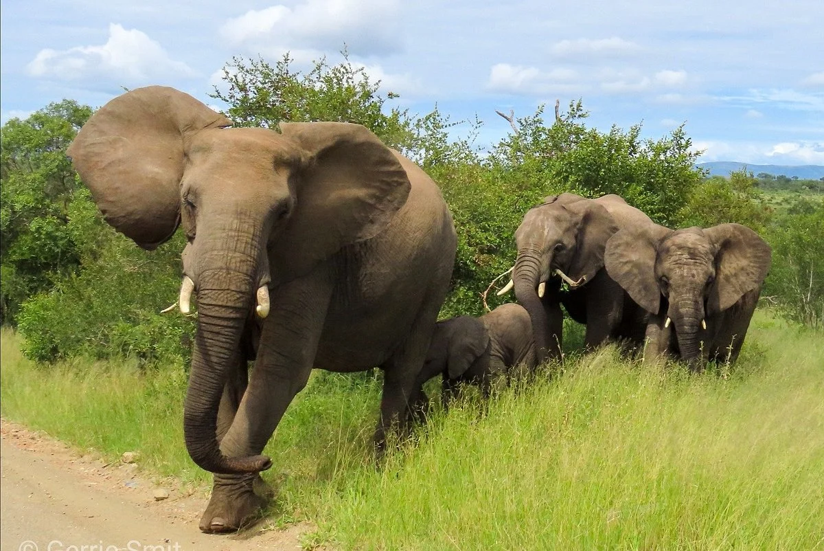 Kruger Gateway Safaris