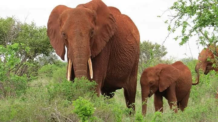 Eddison Safari Kenya