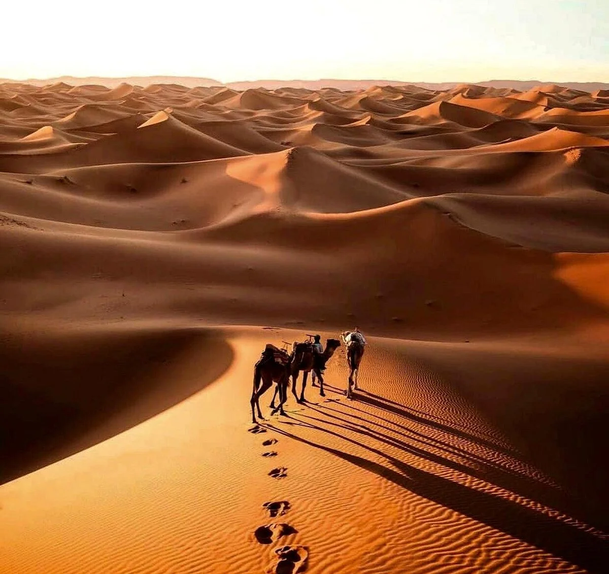 Enjoy Desert Tours