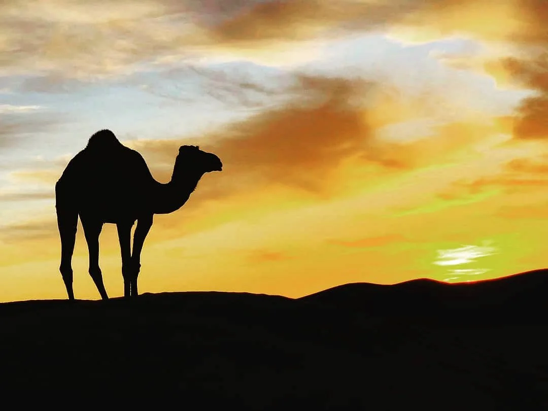 Morocco Shiny Days
