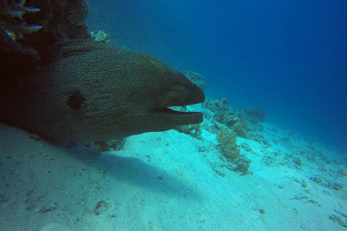 Dive UK Hurghada