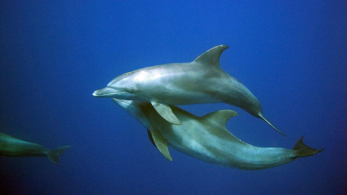 Delfinausflug mit MO