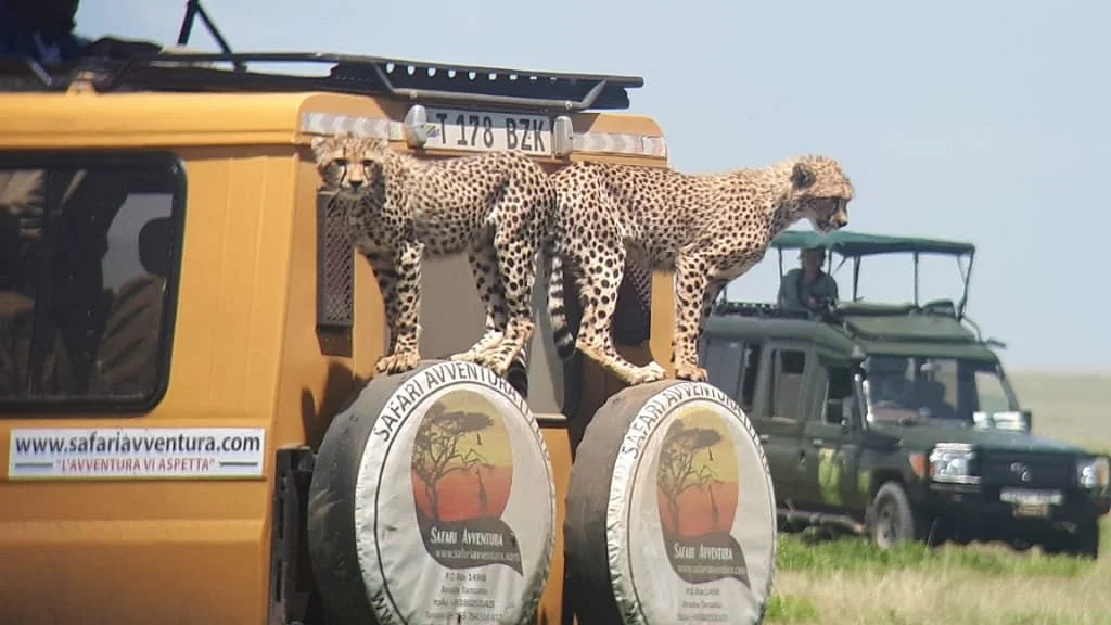 Safari Avventura