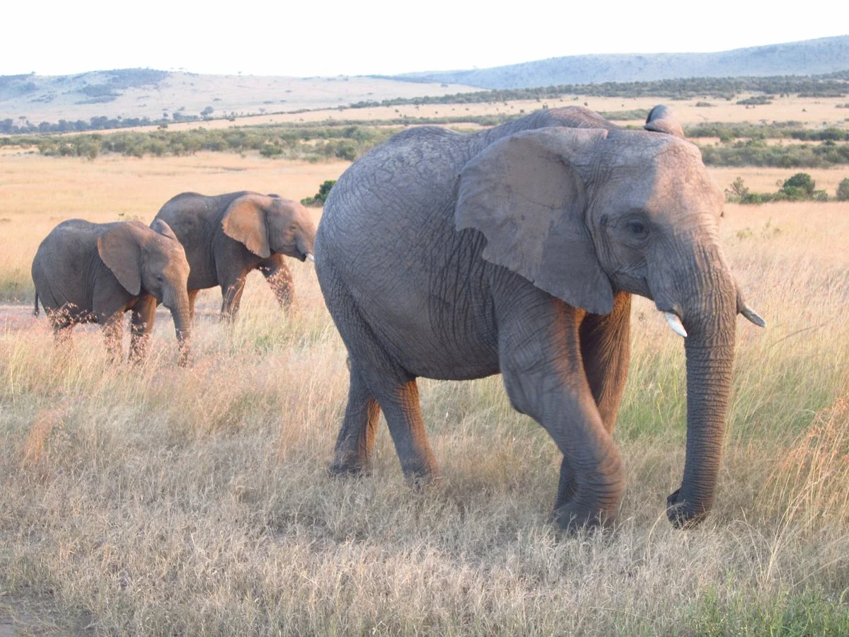 Explorer Kenya