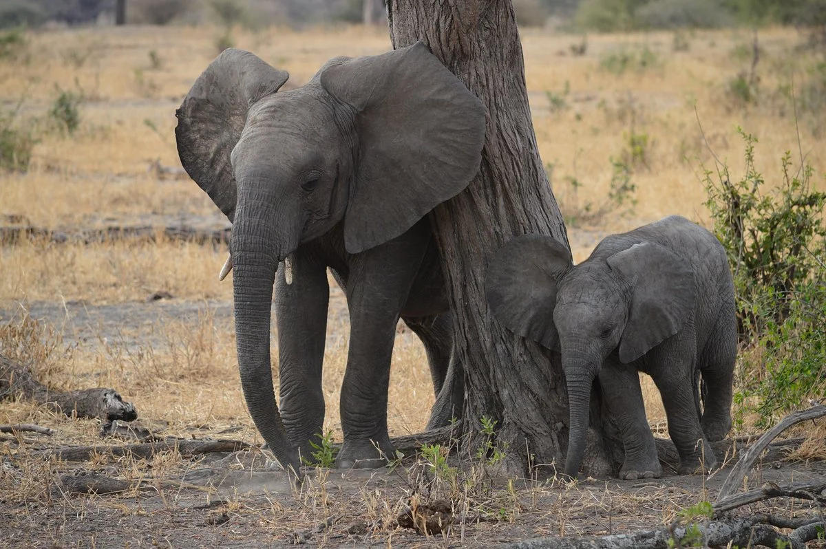 African Scenic Safaris
