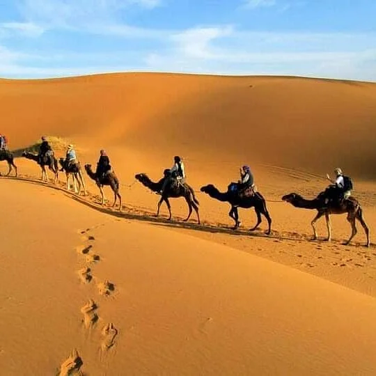 Book Desert Tours