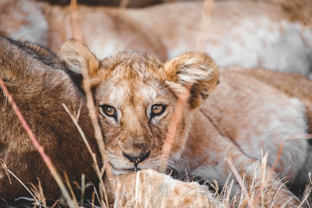 Suricata Safaris