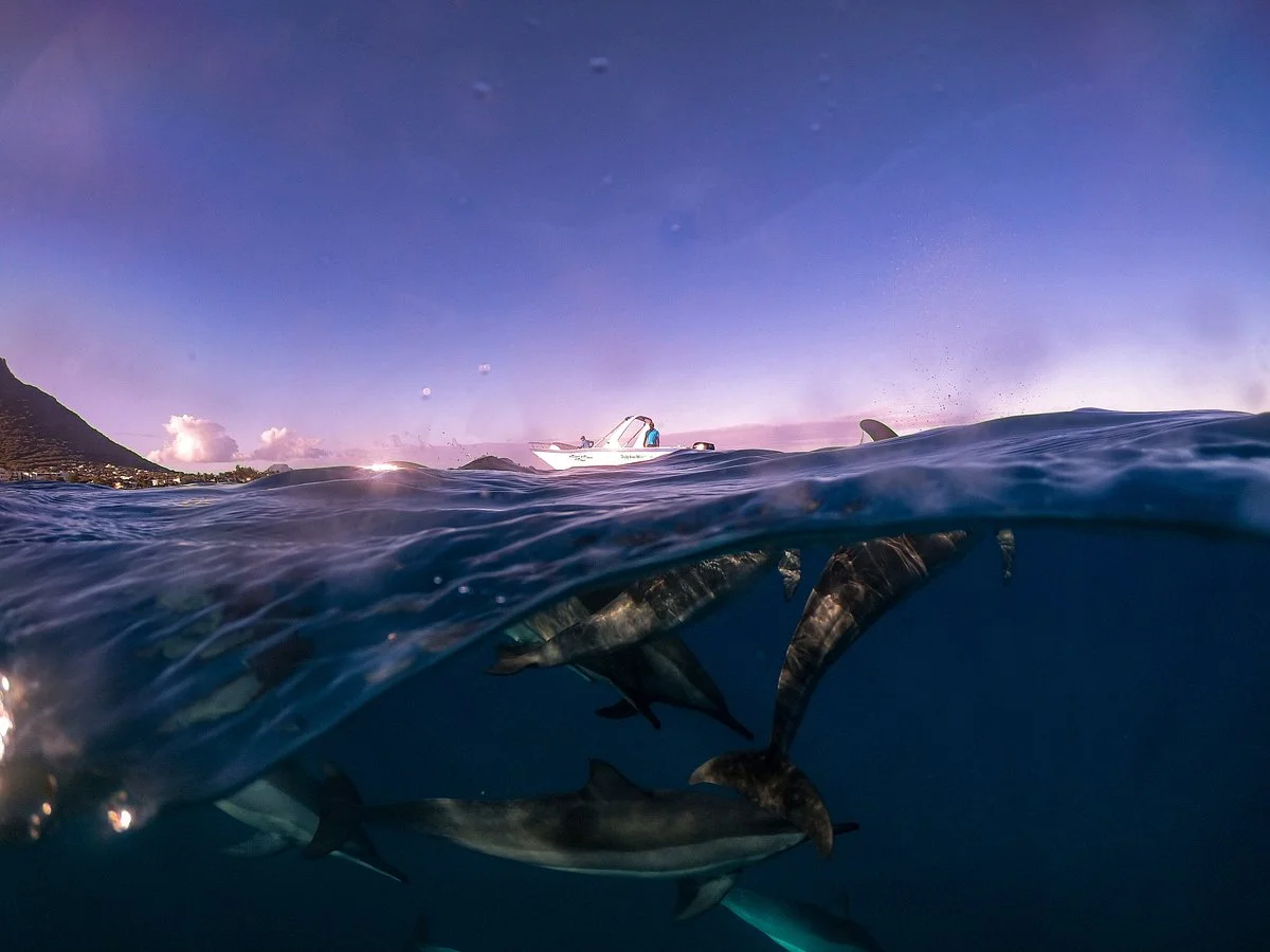 Dolphin Warrior