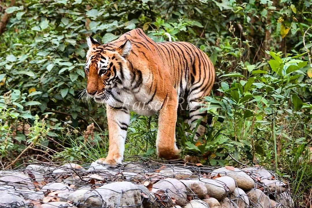 Ranthambore Tiger Reserve