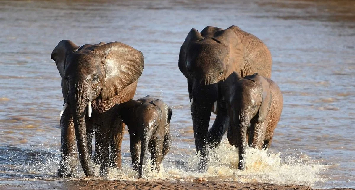 Natural World Kenya Safaris