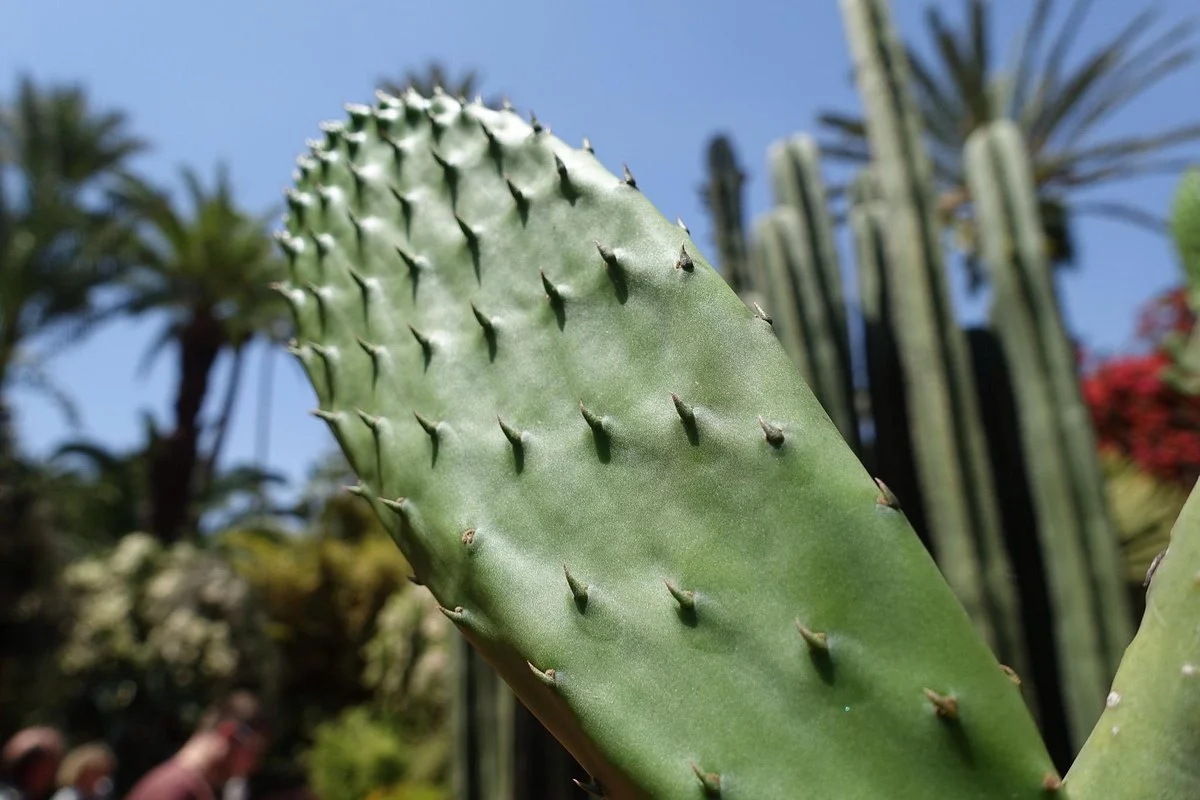 Jardin Majorelle