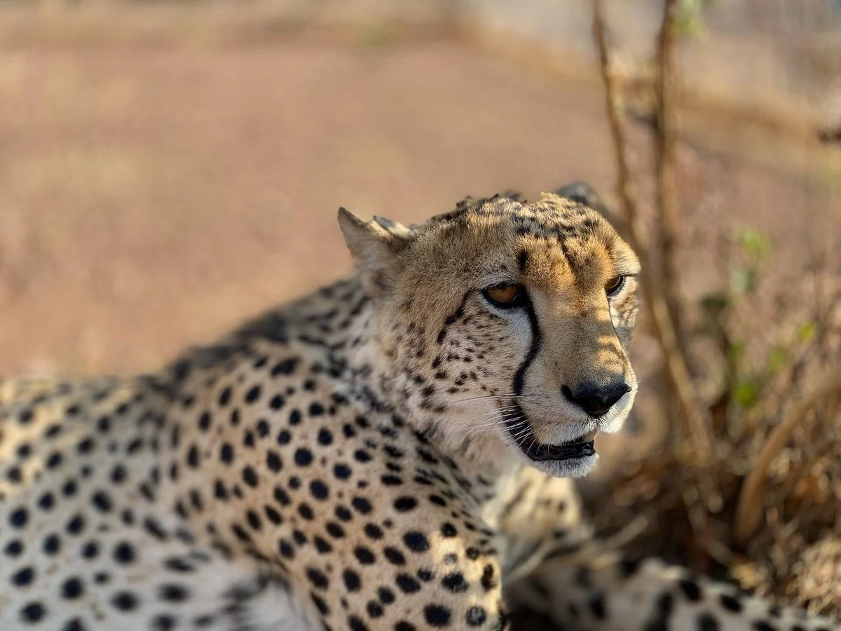 Lion and Cheetah Sanctuary