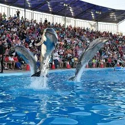Dolphina Park