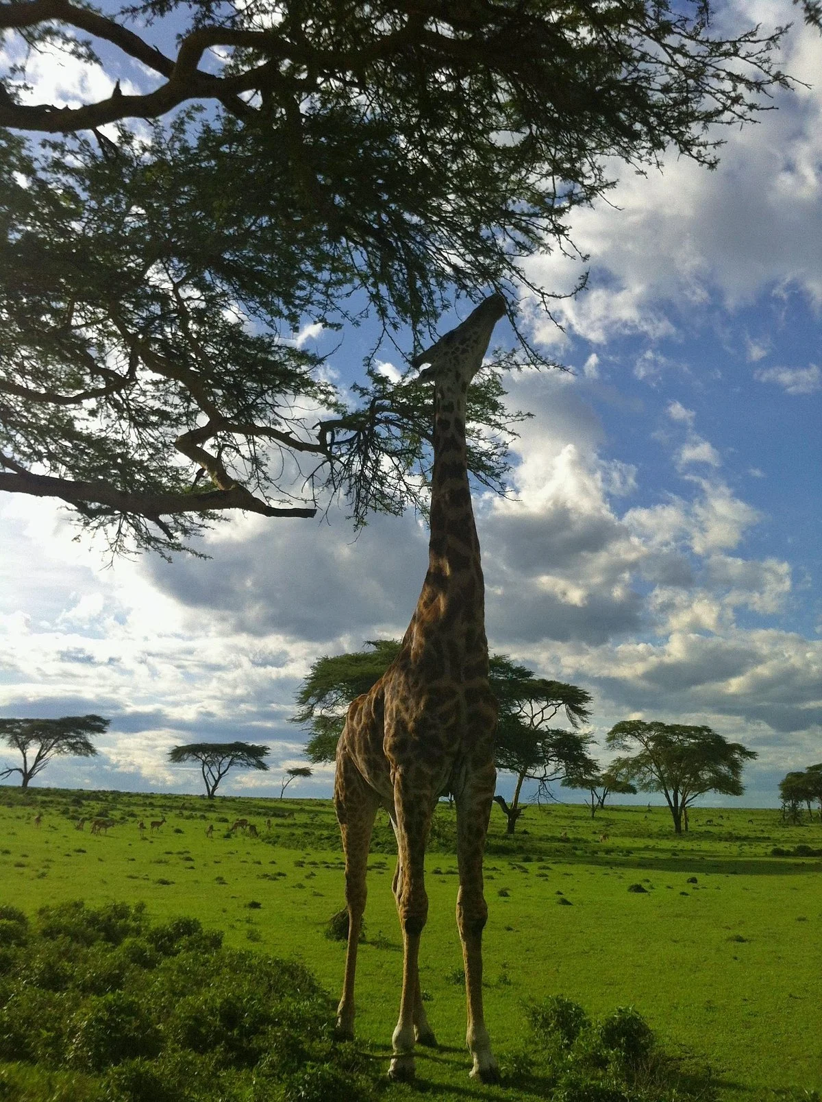 Crescent Island Game Park