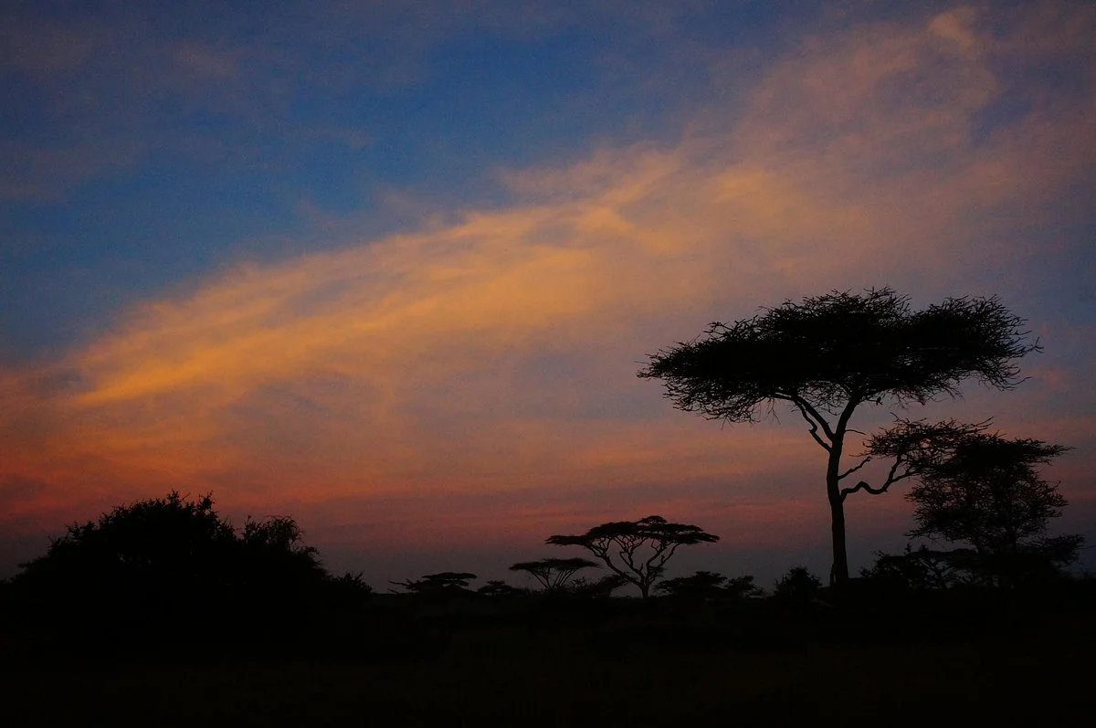 Africa Vast Wildlife