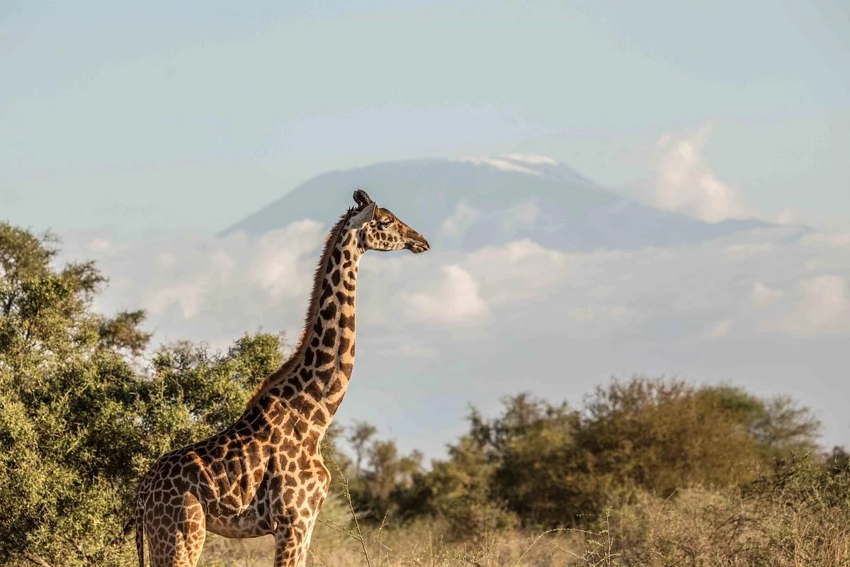 Ol Kinyei Conservancy