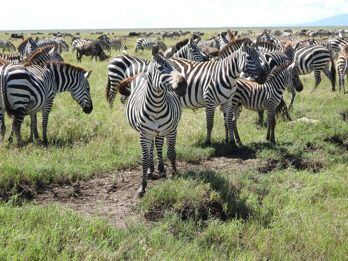 Migration at Serengeti National Park