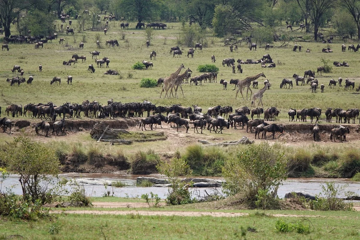 Mara River