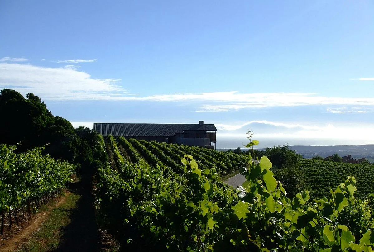 Uva Mira Mountain Vineyards