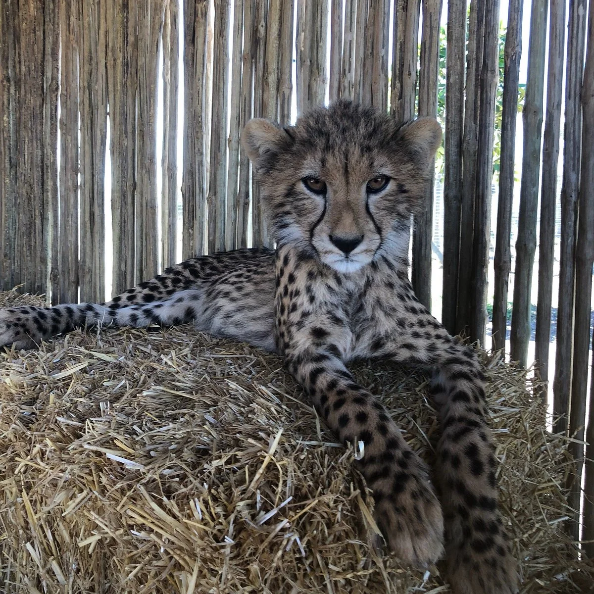Cheetah Outreach - Somerset West