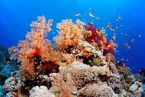 Elphinstone Reef