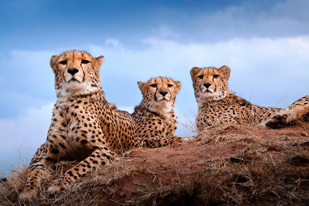 Cheetah Conservation Fund