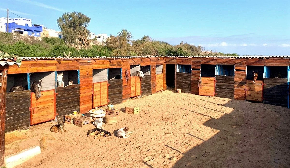 Cheval Essaouira