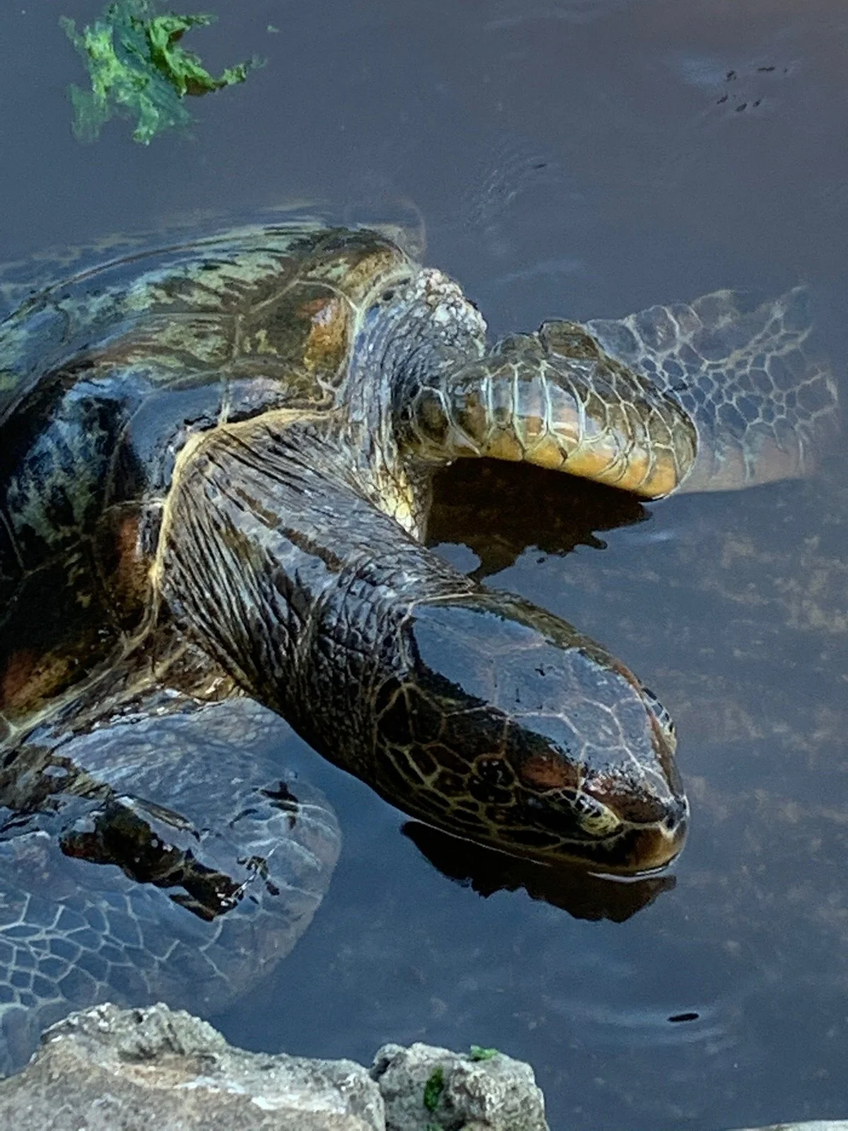 Jozani Sea Turtle Sanctuary