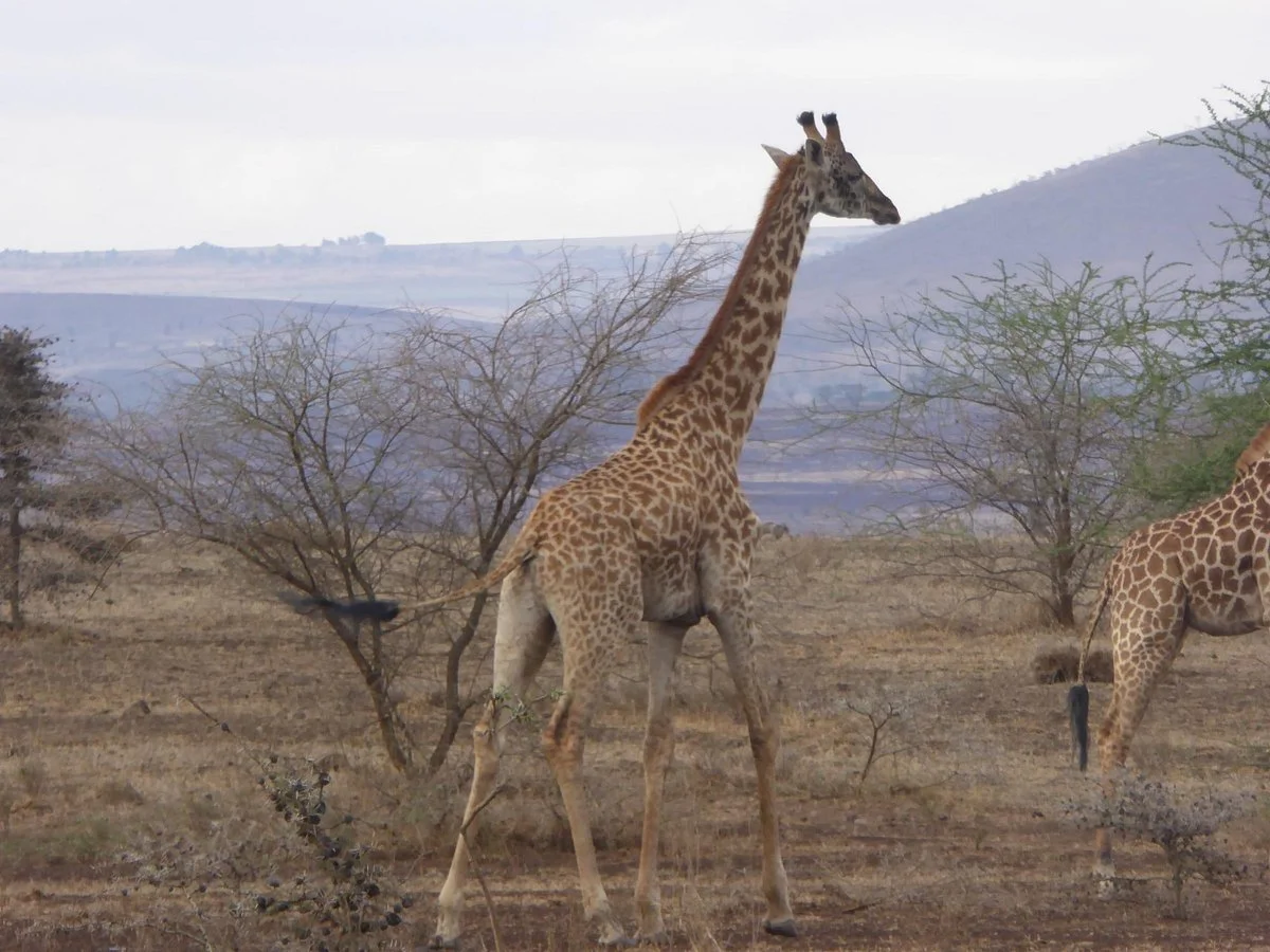 Olpopongi - Maasai Cultural Village & Museum