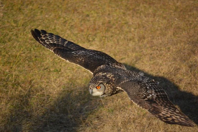 African Bird of Prey Sanctuary