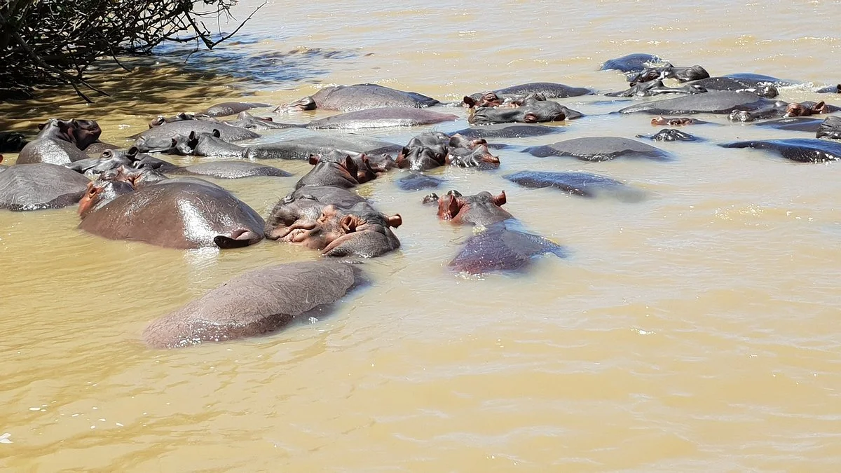 Saint Lucia Estuary
