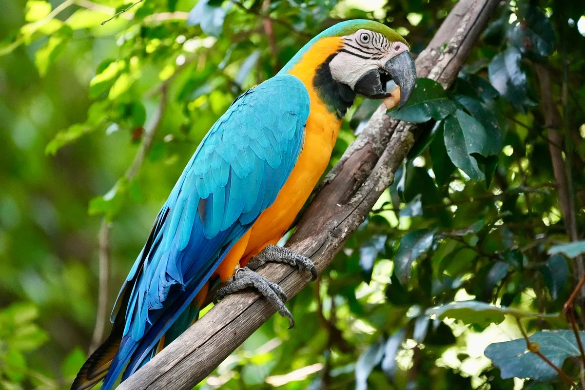 Birds of Eden