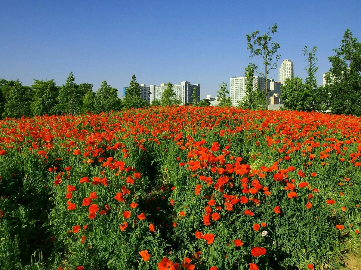 Sangdong Lake Park