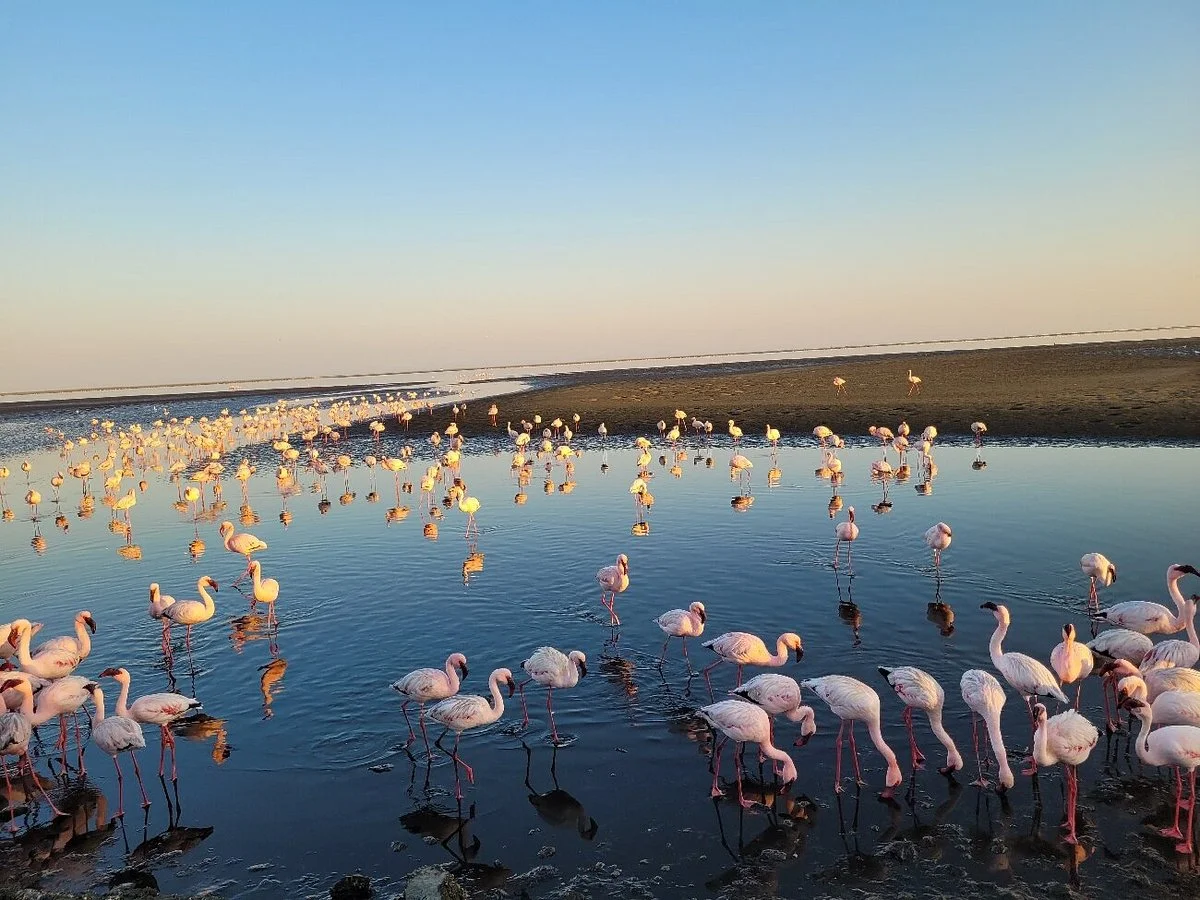 Flamingo lagoon
