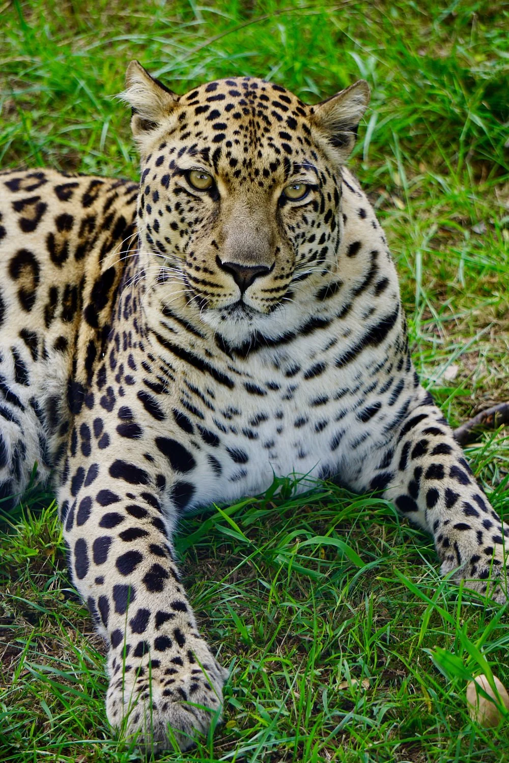 Tenikwa Wildlife Awareness Centre