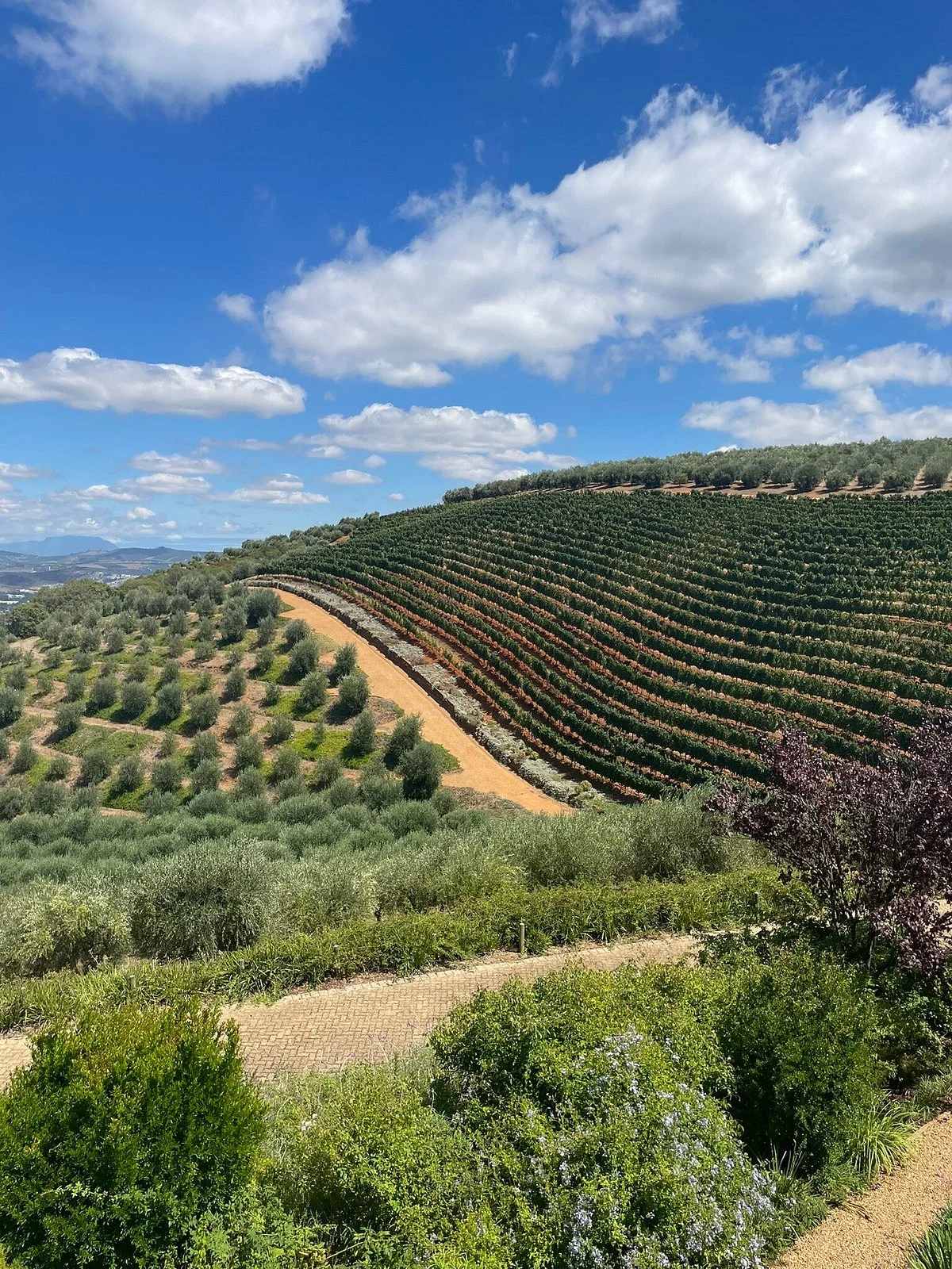 Tokara Wine Estate