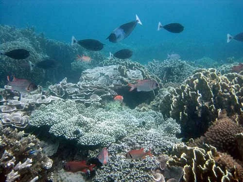 Mafia Marine National Park