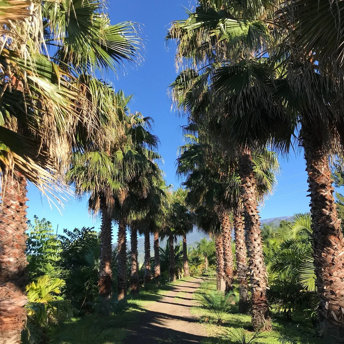Parc des Palmiers