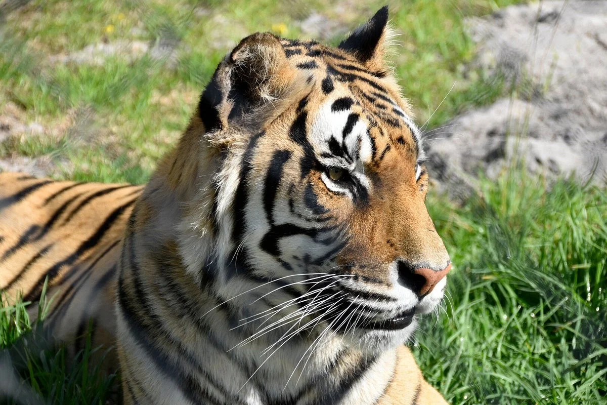 Panthera Africa - Big Cat Sanctuary