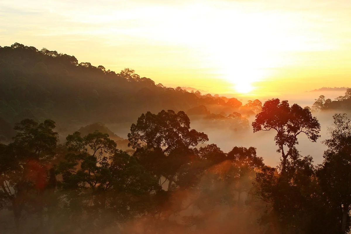 Deramakot Forest Reserve