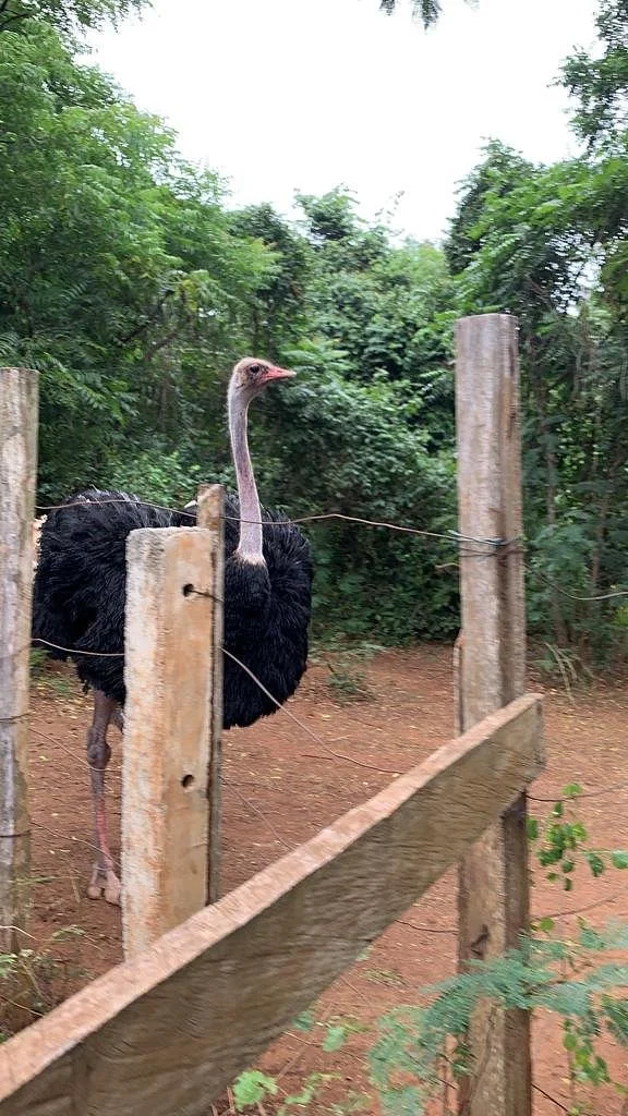 Accra zoo