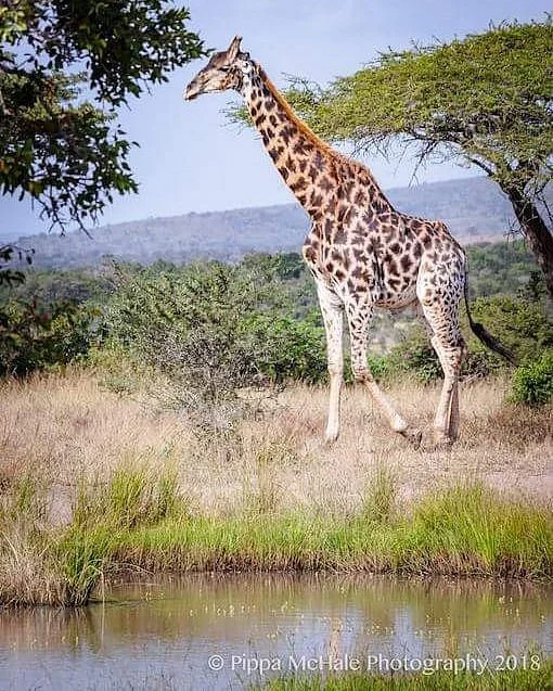 Hluhluwe - iMfolozi Park Wilderness Area