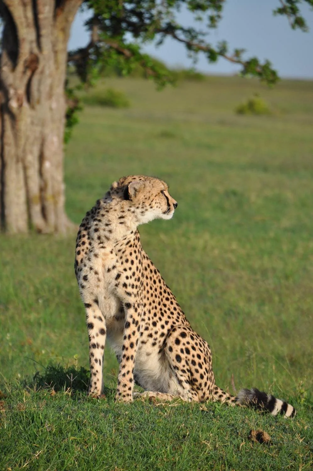 Olare Orok Conservancy
