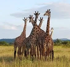 Selous Game Reserve
