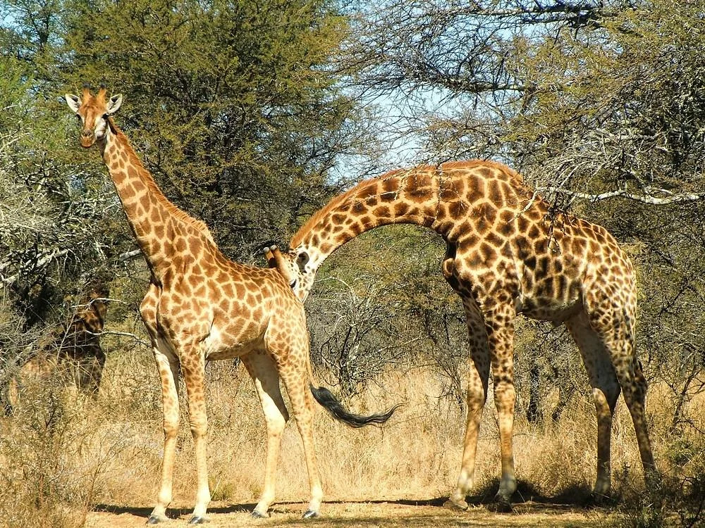 Polokwane Game Reserve