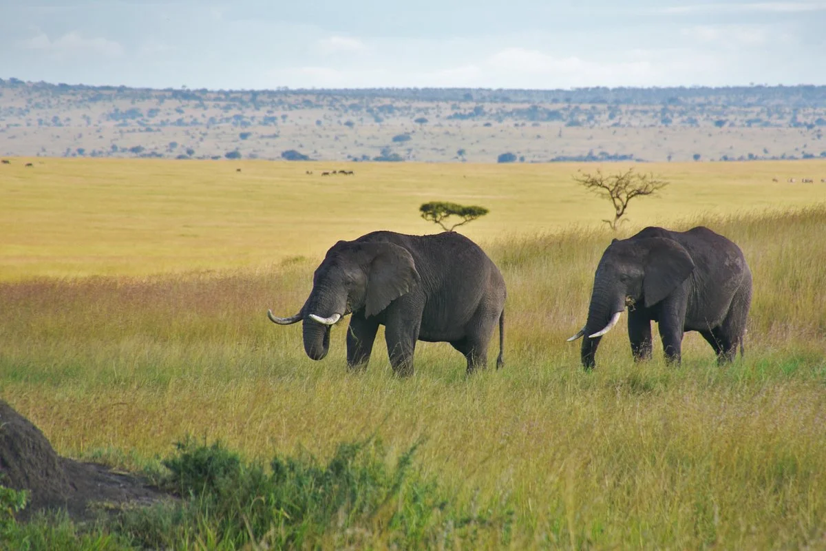 Mara North Conservancy