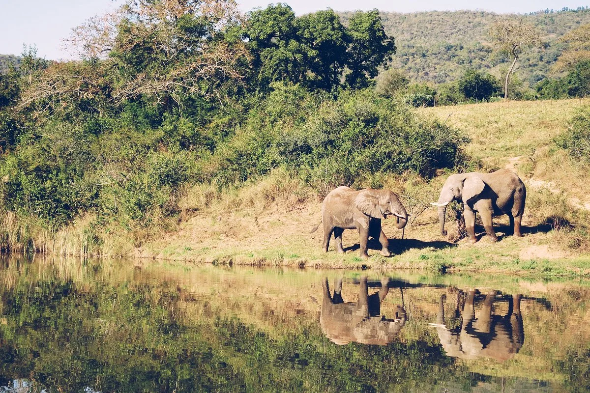 The Elephant Sanctuary