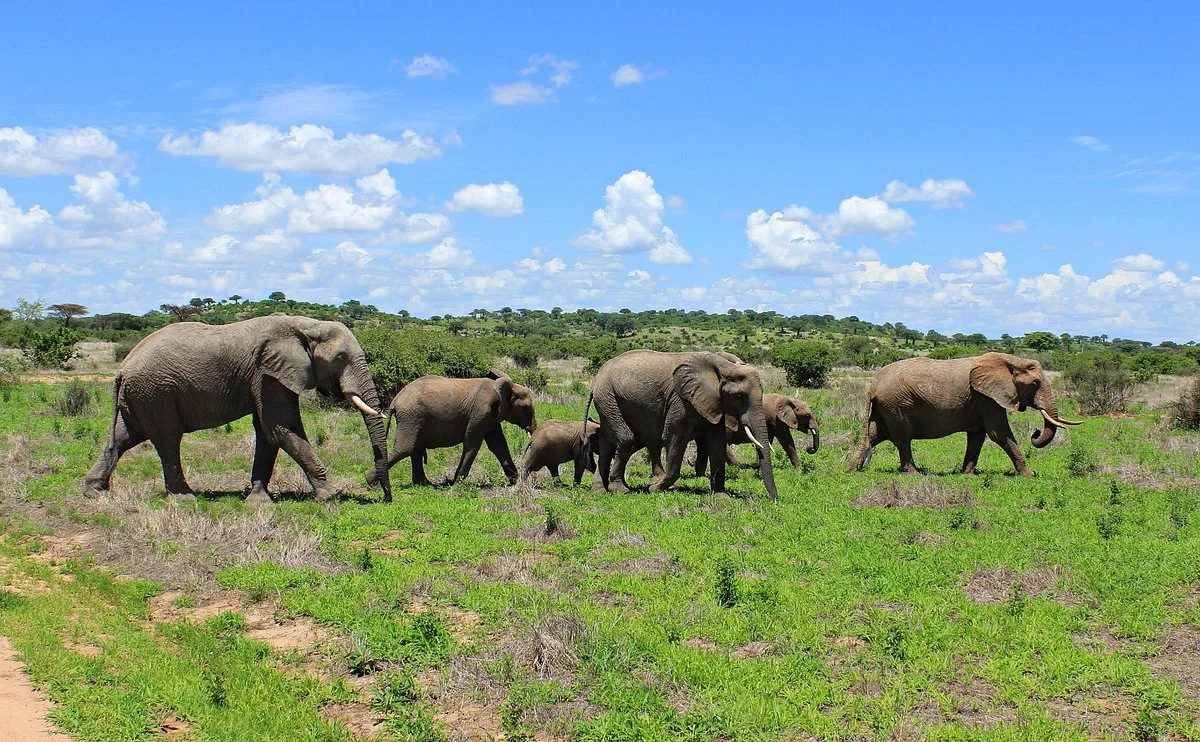 Ruaha National Park
