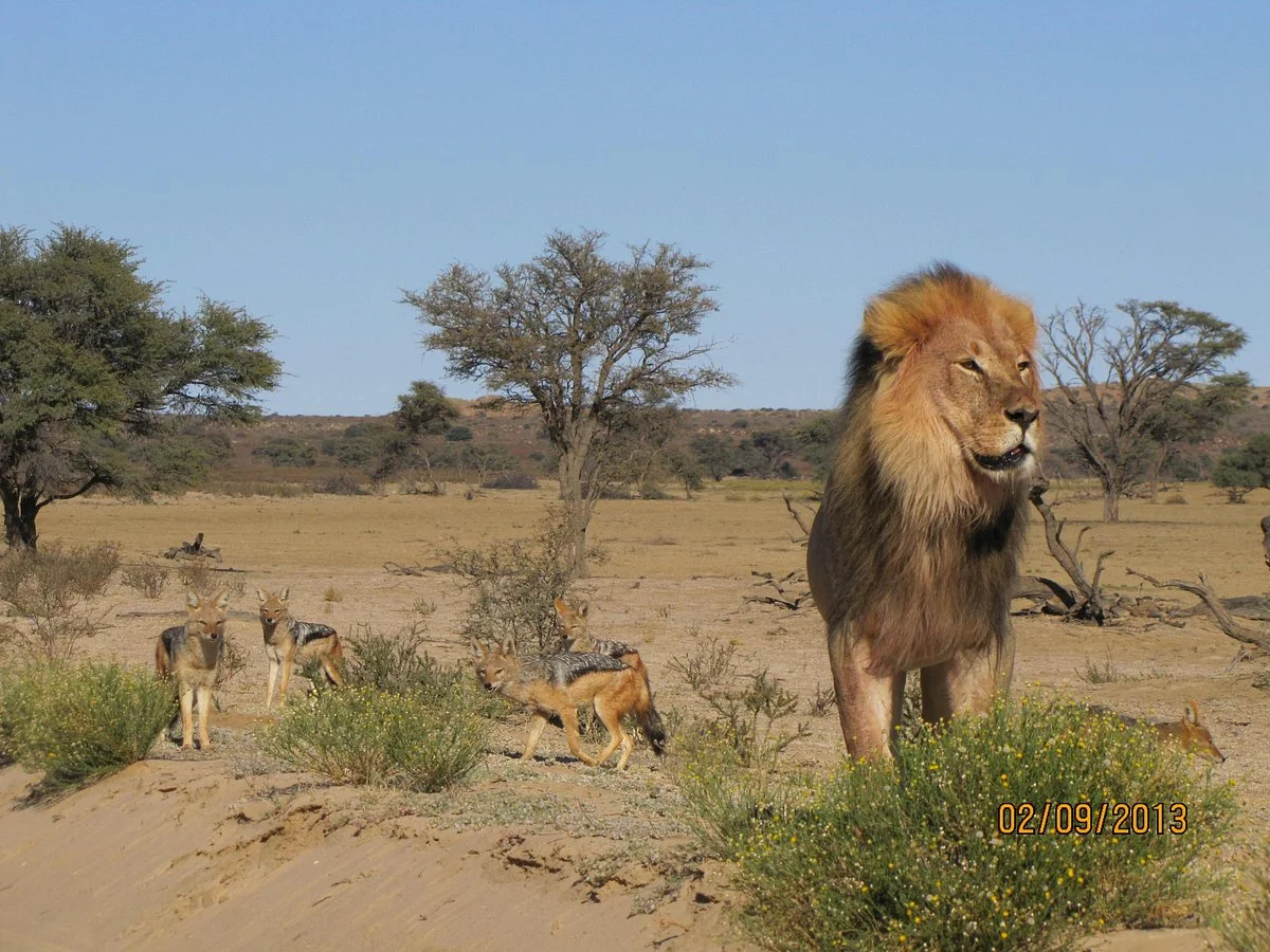 Kgalagadi Transfrontier Park